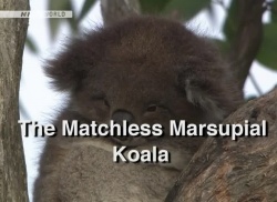 Streaming Wildlife - The Matchless - Marsupial Koala